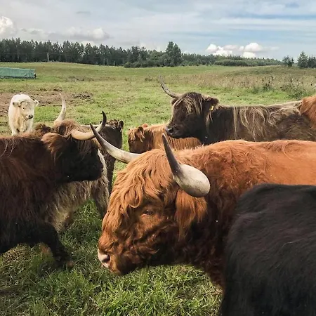 Farm stay Highland Warmia - Jeziorany